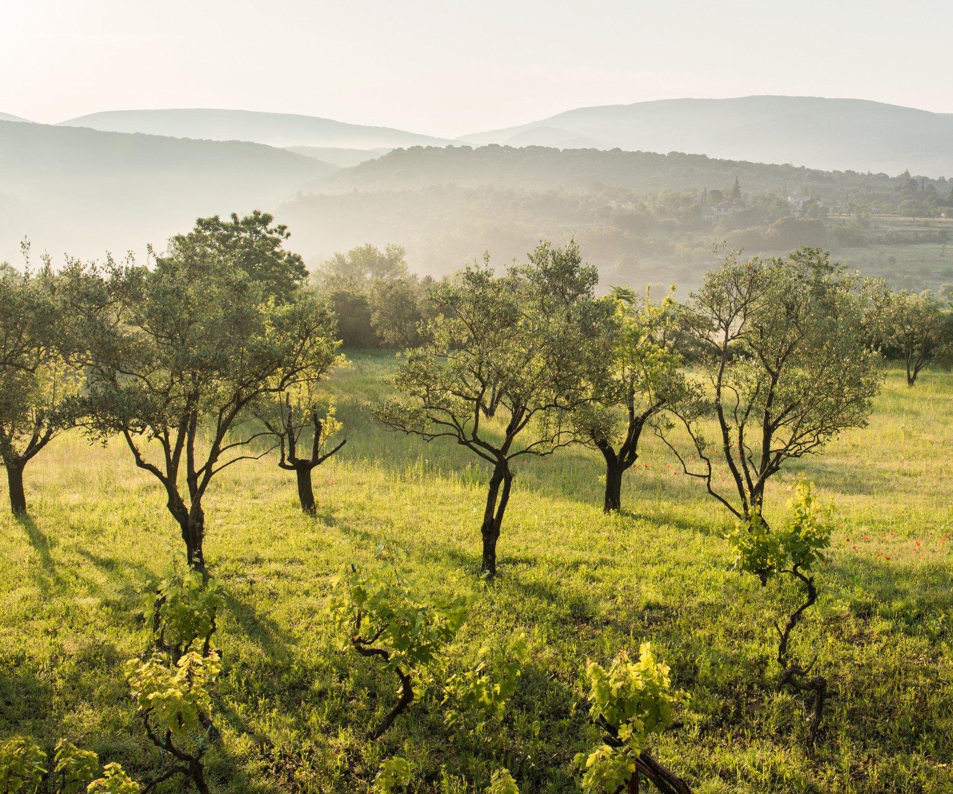 Olive groves on green meadow in front of misty hilly landscape in the background